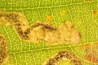 Stigmella microtheriella