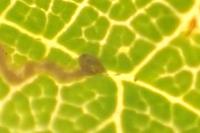 Stigmella microtheriella