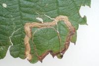 Stigmella aurella