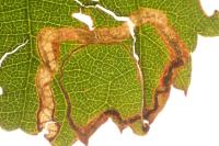 Stigmella aurella