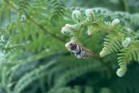 Periclepsis cinctana