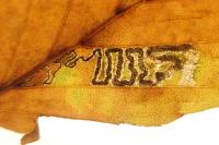 Stigmella tityrella