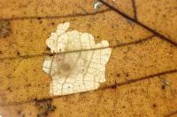 Tischeria ekebladella