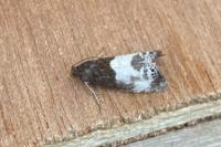 Notocelia cynosbatella