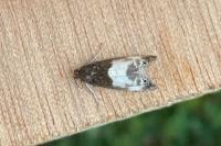 Notocelia cynosbatella