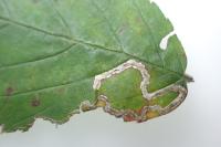 Stigmella aurella
