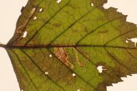 Stigmella continuella