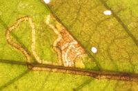 Stigmella continuella