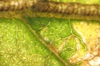 Stigmella continuella