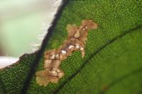 Coptotriche marginea