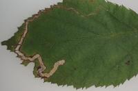 Stigmella aurella