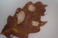 Tischeria ekebladella