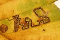 Stigmella tityrella