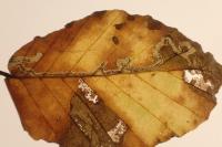Stigmella hemargyrella