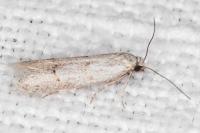 Symmocoides oxybiella