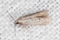 Symmocoides oxybiella