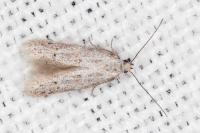 Symmocoides oxybiella