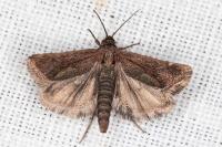 Brachodes funebris