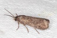 Brachodes funebris