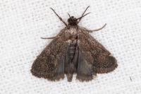 Brachodes funebris