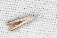Coleophora pulchripennella