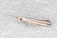 Coleophora pulchripennella