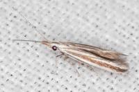 Coleophora pulchripennella