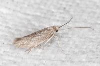 Urodeta hibernella