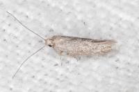 Urodeta hibernella