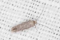Urodeta hibernella