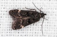 Dichomeris alacella