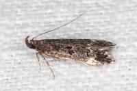 Dichomeris alacella