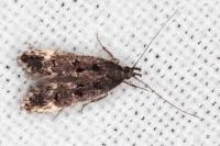Dichomeris alacella