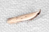 Mesophleps corsicella