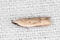Mesophleps corsicella