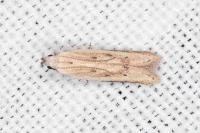 Mesophleps corsicella
