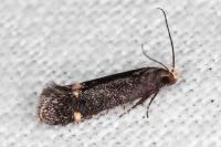 Stomopteryx flavipalpella