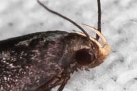 Stomopteryx flavipalpella