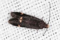 Stomopteryx flavipalpella