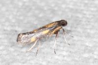 Euspilapteryx auroguttella