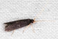 Homaloxestis briantiella