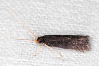 Homaloxestis briantiella
