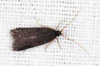 Homaloxestis briantiella