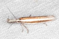 Pleurota aristella
