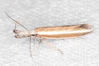 Pleurota aristella