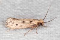 Anomalotinea liguriella