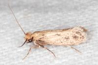 Anomalotinea liguriella