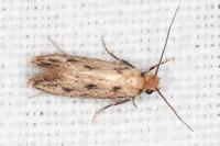 Anomalotinea liguriella