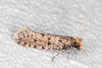 Ateliotum petrinella