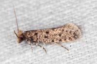 Ateliotum petrinella